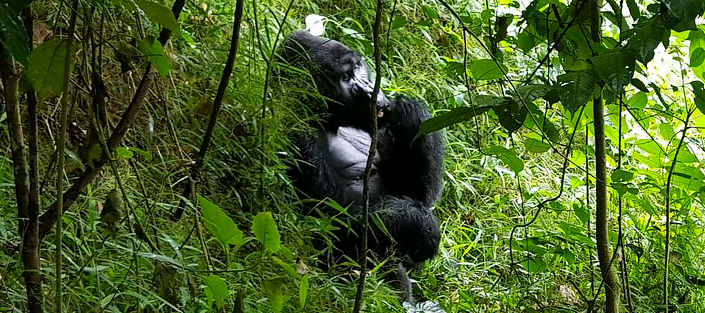 33 Days Luxury Gorilla Flying Safari to the home of Mountain Gorillas