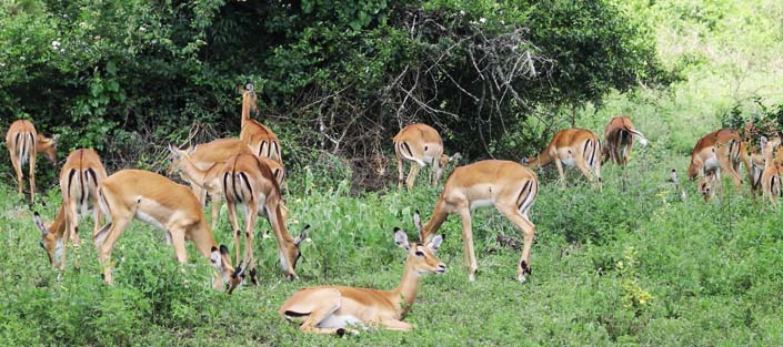 Antelopes in Lake Mburo National Park