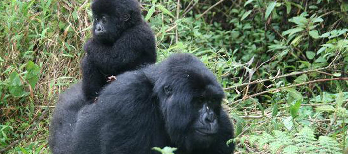 Gorilla tracking bwindi or gorilla trekking Uganda