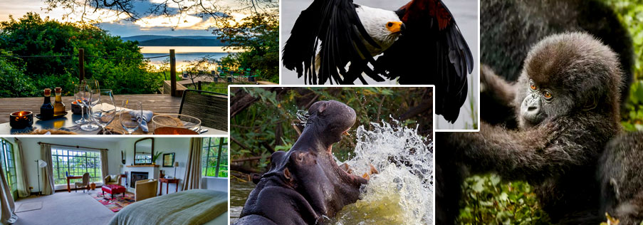 Best of 6 days Rwanda gorilla and wildlife safari adventure experience