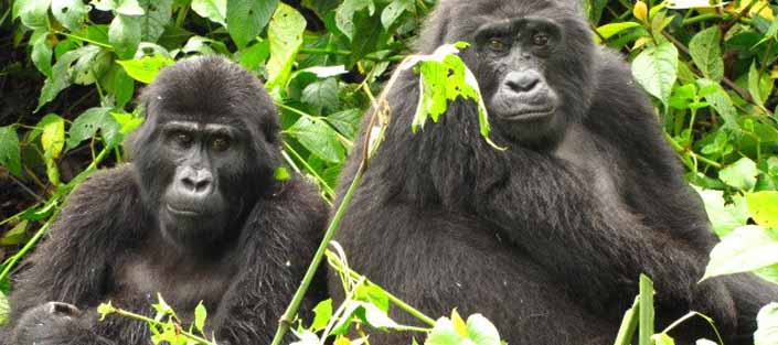 6 Days Gorilla tracking and wildlife safari - Mountain gorilla trekking | Uganda tours | Tree lions in the Ishasha plains