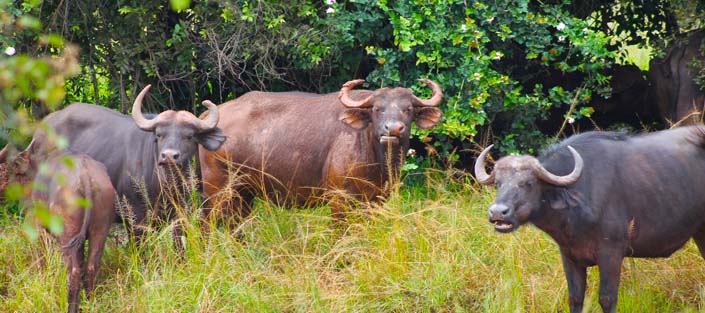 Buffaloes in Uganda