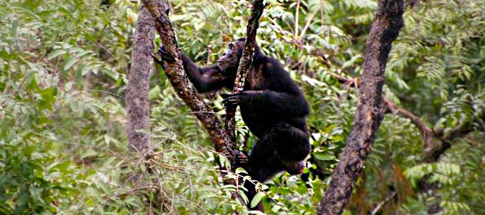 Chimpanzee tracking in Uganda