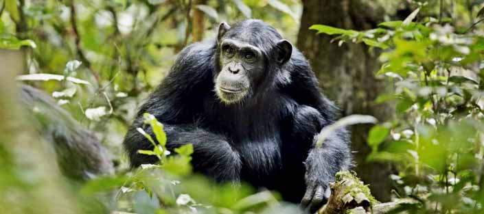 Chimpanzee tracking