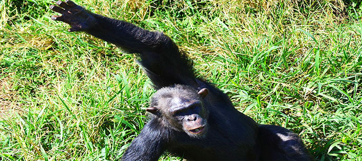 Chimpanzee feeding at Ngamba Island