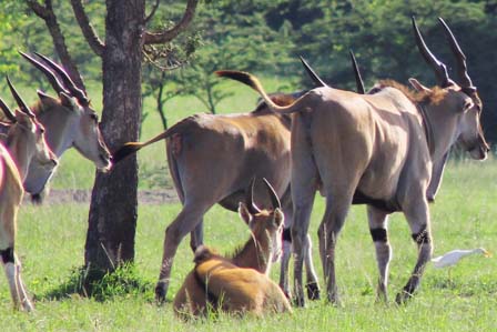 elands-uganda