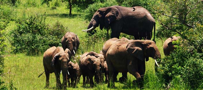 elephants in Uganda