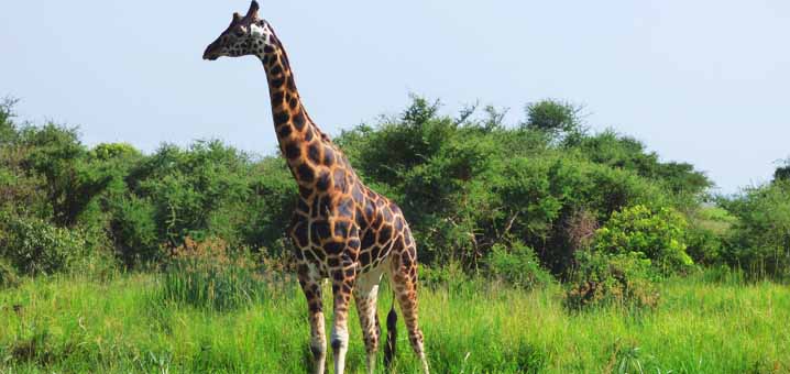 Giraffes in Kidepo Valley National Park