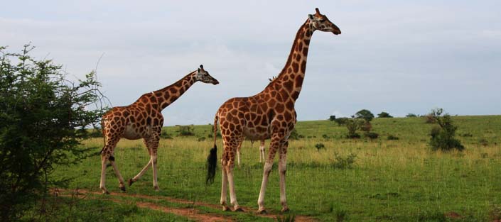 Giraffes in Uganda