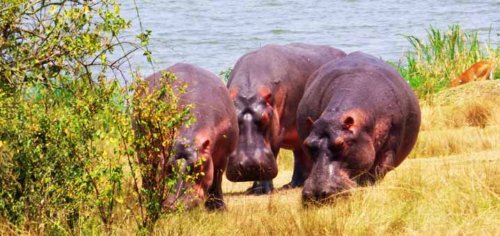 Hippopotamuses in Queen Elizabeth National Park