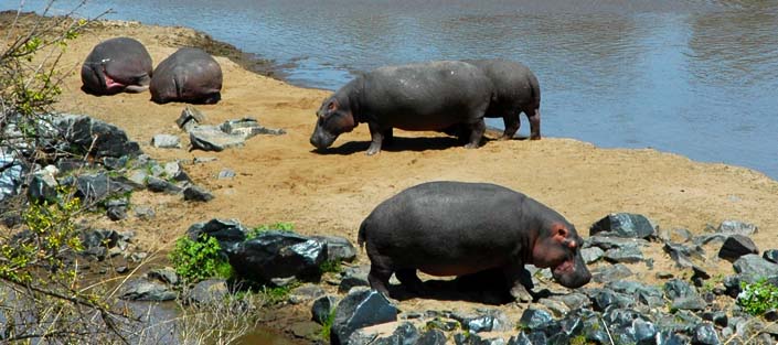 Masai Mara National Wildlife Reserve-Kenya