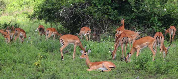 Impalas at Lake Mburo National Park