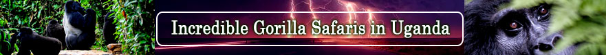 Incredible Gorilla Safaris in Uganda