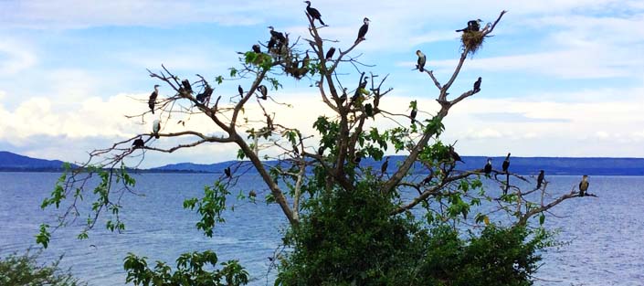 Lake Victoria, Bird watching, Boat cruise