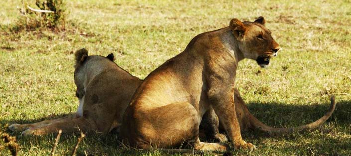 Lions in Uganda