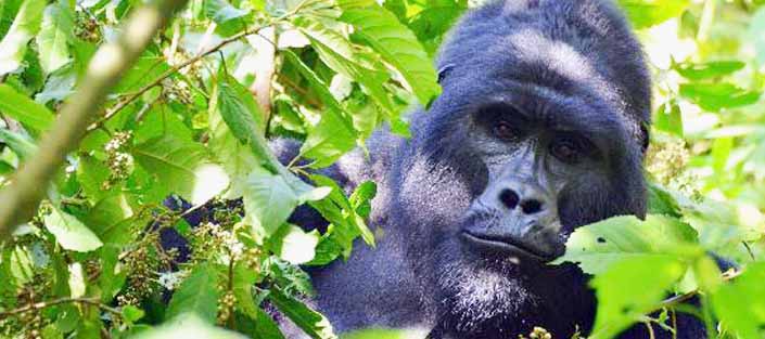 Mountain Gorillas in the Bwindi Impenetrable Forest National Park