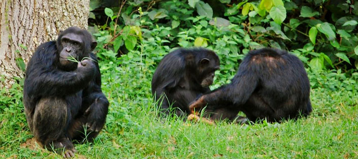 Chimpanzee tracking at Ngamba Island