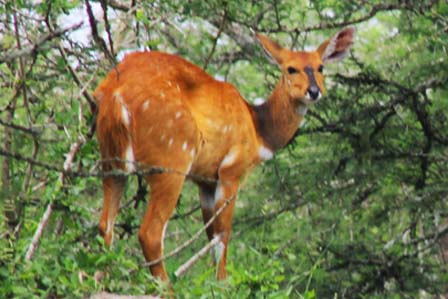 oribi-uganda