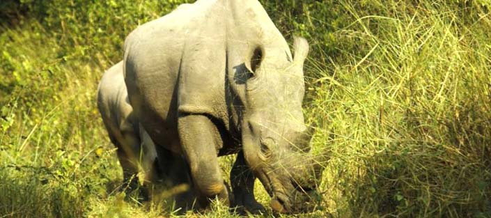 Rhinos in Ziwa Rhino Sanctuary - Uganda