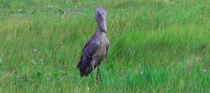 shoebill storks at Mabamba Swamp