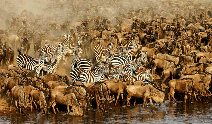 Serengeti National Park - Africa's Iconic Wildlife Sanctuary