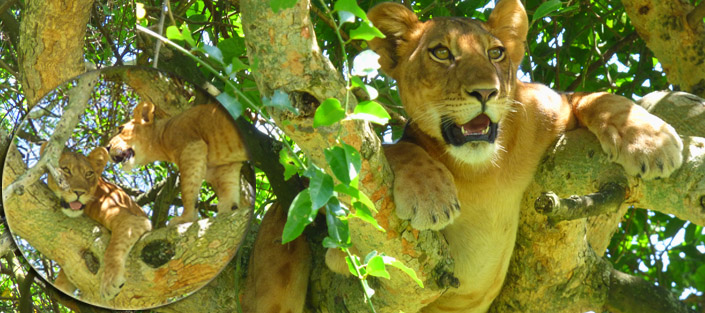 2 Days Tree Climbing Lions Tour - Queen Elizabeth National Park