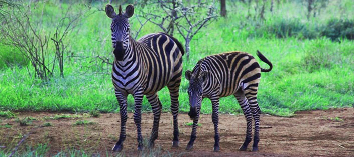 Zebras in Akagera National Park