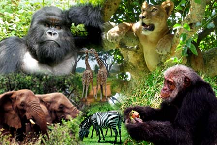 Animals of Uganda