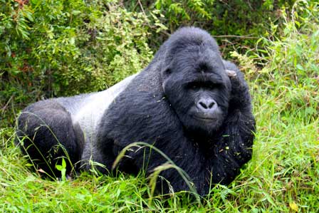 Top Places to see gorillas in Africa / Gorilla Destinations