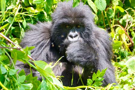 1 Day gorilla tracking bwindi - 3 Days Gorilla tracking Bwindi forest and lake Bunyonyi safari