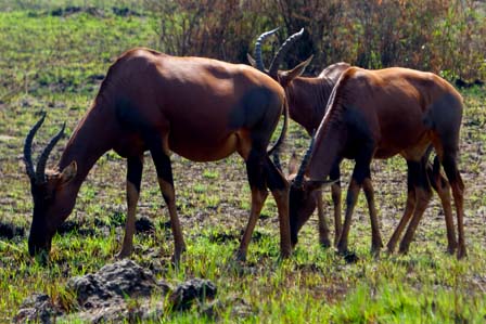 1 Day Lake Mburo Safari