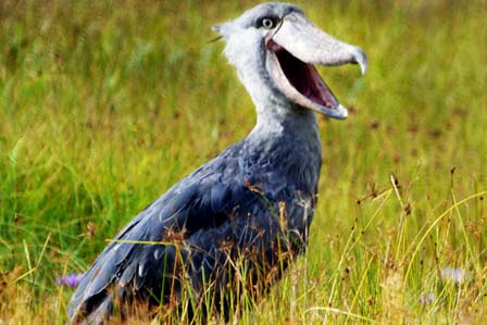 1 Day Shoebill, Mabamba - 1 day kampala city tour adventure