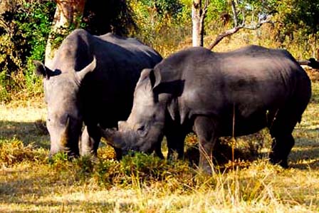 11 Days Uganda wildlife safari - 3 Days Lake Mburo and Queen Elizabeth safari tour