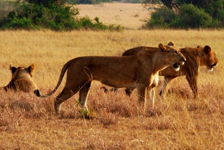 12 Days Uganda Wildlife - African adventure travellers