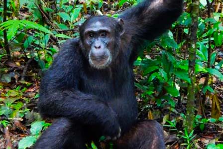 Chimpanzee safaris