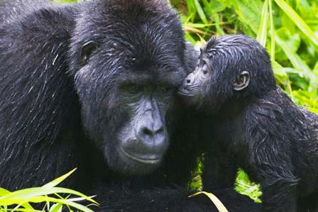 2 Days gorilla tracking bwindi - 3 Days Gorilla tracking Bwindi forest and lake Bunyonyi safari