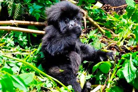 2 days gorillas rwanda