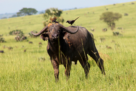 3 Days Murchison falls flying safari