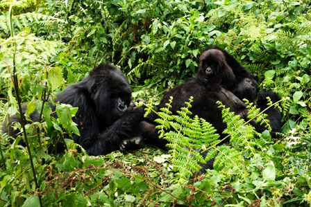 3 days gorilla habituation experience