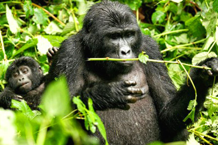 3 days gorilla Rwanda Safari - 6 Days Uganda safari with gorilla trekking and rafting on River Nile