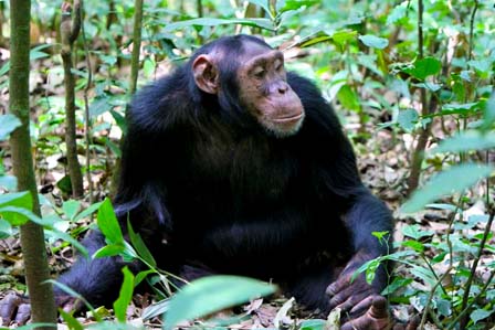 Uganda Primate safari