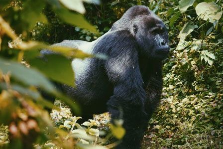 3 days luxury gorilla flying safari