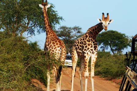 3 days murchison falls safari - african adventure travellers