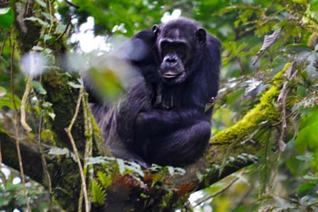 3 Days Nyungwe Forest