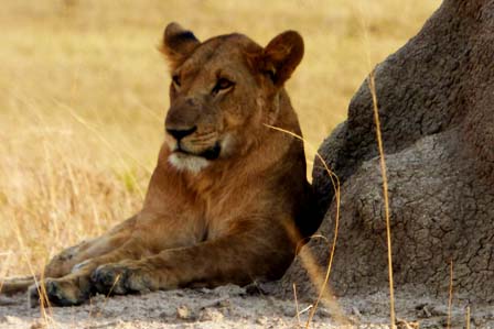 4 Days Gorilla Safari and Ishasha tree lions tour - Gorilla safaris in Uganda