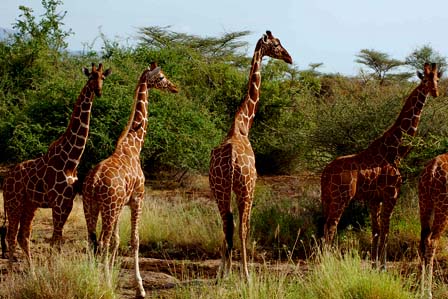 5 Days Amboseli and Tsavo wildlife safari