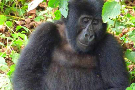 5 days gorillas and lions safari - 3 days gorilla trekking nkuringo