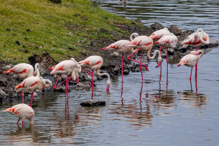 5 Days Lake Manyara & Serengeti Wildlife Safari