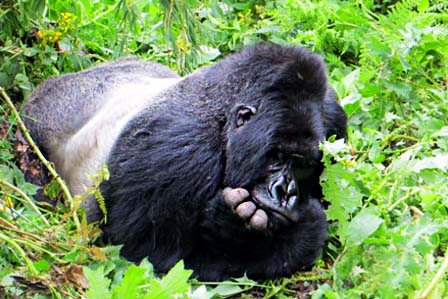 6 Days gorillas and rafting