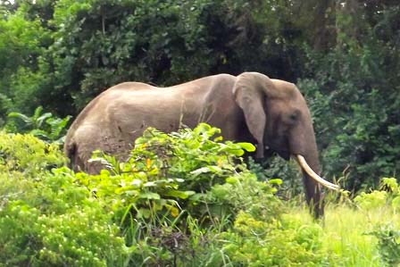 Gorilla and Wildlife safari in Uganda